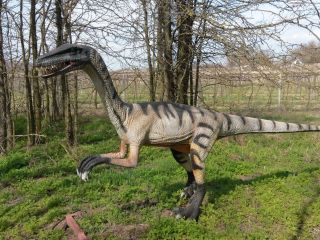 Coelophysis